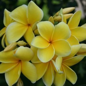 Meet your Posher, Shirley